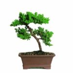 Brussel’s Green Mound Juniper Bonsai