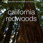 California Redwoods, Nature Window