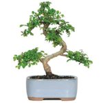 Brussel’s Chinese Elm Bonsai – Small – (Outdoor)