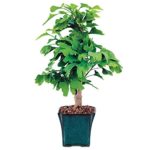 Brussel’s Gingko Bonsai – Medium – (Outdoor)