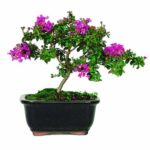 Brussel’s DT9049DCM Crepe Myrtle Bonsai