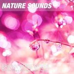 Nature Recordings & Brown Noise – Light rain sounds