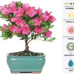 Brussel’s Live Satsuki Azalea Outdoor Bonsai Tree – 5 Years Old; 6″ to 8″ Tall with Decorative Container