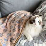 1 Pack 3 Puppy Blankets Super Soft Warm Sleep Mat Paw Print Blanket Fluffy Premium Fleece Pet Blanket Flannel Throw Dog Blankets for Small Dogs Puppy Cat -Brown Paw,Small(23″x15″)