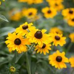 Brown-Eyed Susan Flower Seeds for Planting, 3000+ Seeds Per Packet, (Isla’s Garden Seeds), Non GMO & Heirloom Seeds, Scientific Name: Rudbeckia triloba, Great Home Flower Garden Gift