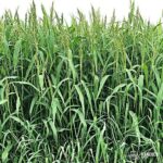 Brown Top Millet Seed (25 Lbs.)