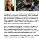 Reeves Turtle as Pets: The Ultimate Reeves Turtle Manual
