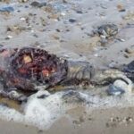 Sea Sighting and Demon Box