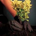 MCR Safety 7100 Jersey Cotton/Polyester Clute Patterns Men’s Gloves with Jersey Knit Wrist, Brown, Large, 12 Pair