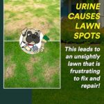 See Spot Run Eliminate Yellow Spots On Your Lawn Caused by Dog Urine | All-Natural, Safe for Pets and Humans | Made in The USA | Ready-to-Mix Gallon (32 oz)